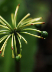 Scadoxus cinnabarinus