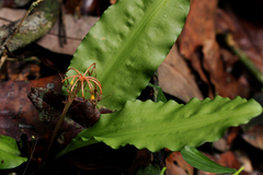 Scadoxus cinnabarinus