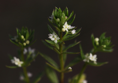 Angiospermae