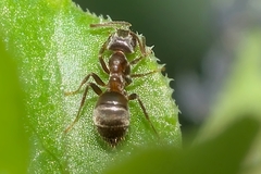 Lasius
