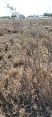 Tamarix aucheriana