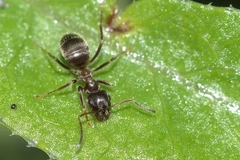 Lasius