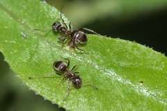 Lasius