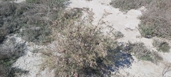 Tamarix aucheriana