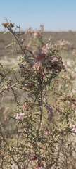 Tamarix aucheriana
