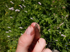 Siphlonurus lacustris