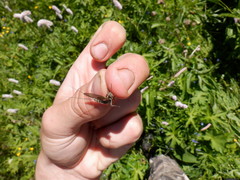 Siphlonurus lacustris