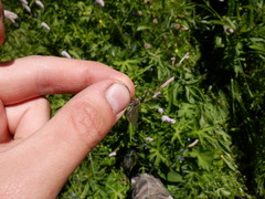 Siphlonurus lacustris