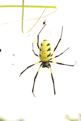 Trichonephila turneri