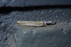 Orocrambus ramosellus