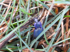 Carabus amplipennis