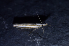 Orocrambus ramosellus