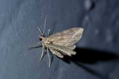 Chloroclystis filata