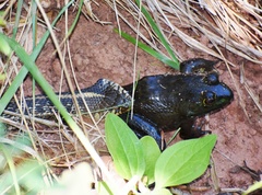 Thamnophis eques megalops