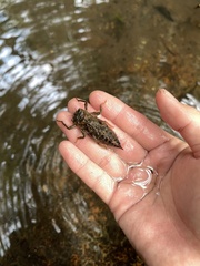 Anotogaster sieboldii