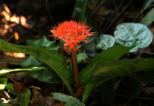 Scadoxus cinnabarinus image