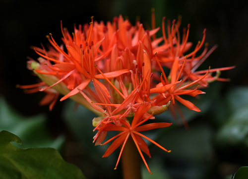 Scadoxus cinnabarinus image