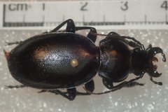 Carabus torosus torosus