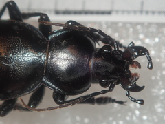 Carabus torosus torosus