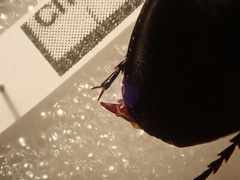 Carabus torosus torosus