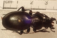 Carabus torosus torosus