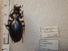Carabus torosus torosus