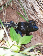 Thamnophis eques megalops