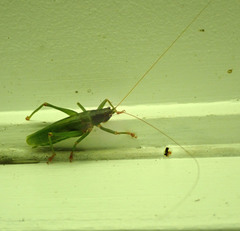 Austrosalomona destructor