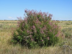 Tamarix laxa