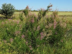 Tamarix laxa