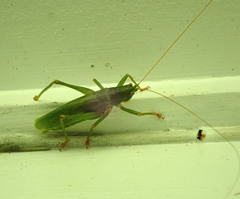 Austrosalomona destructor