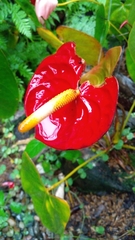 Anthurium