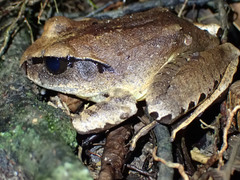 Mixophyes carbinensis
