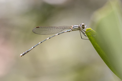 Austrolestes leda