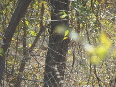 Chrysocolaptes festivus