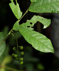 Thecacoris trichogyne