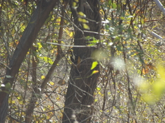 Chrysocolaptes festivus