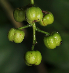 Thecacoris trichogyne