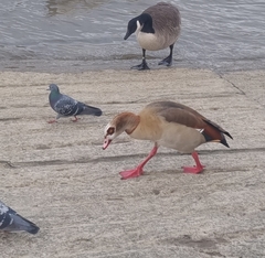 Alopochen aegyptiaca