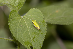 Litoria fallax