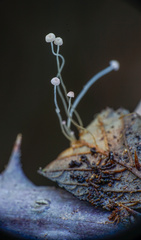 Mycena smithiana