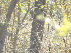 Chrysocolaptes festivus