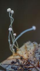 Mycena smithiana