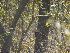 Chrysocolaptes festivus