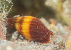 Mitridae