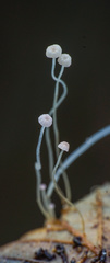 Mycena smithiana