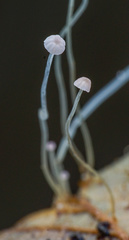 Mycena smithiana