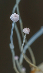 Mycena smithiana