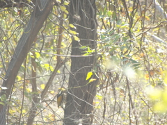 Chrysocolaptes festivus