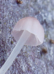 Mycena smithiana